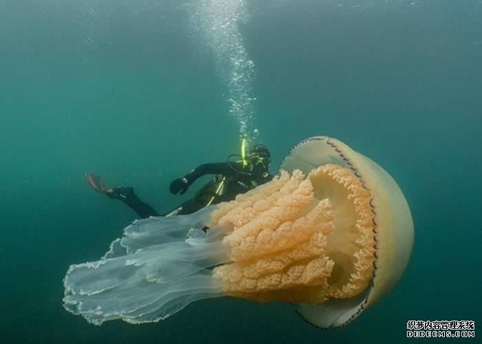 英国生物学家到康沃尔郡潜水时遇上一只与人身体差不多大小的巨型桶水母