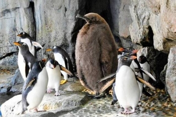 日本宫城县仙台市水族馆萌爆毛茸茸国王企鹅雏鸟成网红