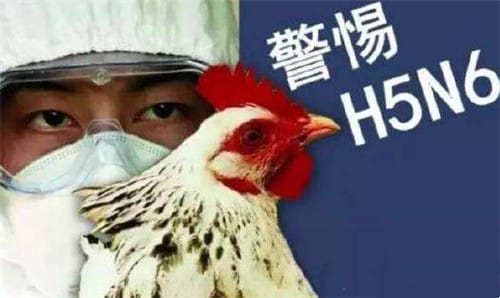 H5N6禽流感病毒是什么