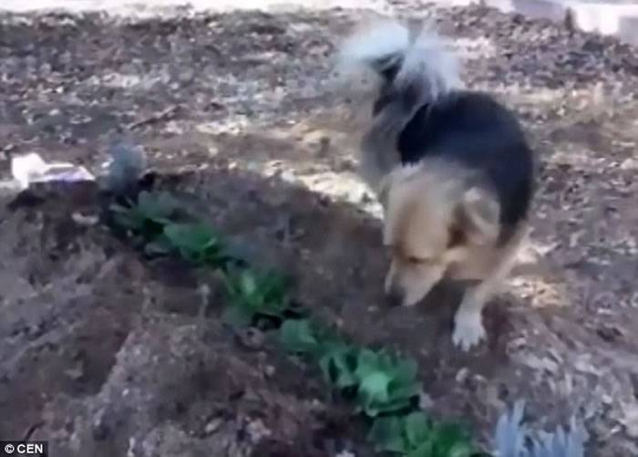 土耳其忠犬不舍已逝主人 每日赴墓前守护