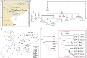 古基因组研究揭示中国南方与东南亚人群旧石器时期的遗传联系——新发现万年前的未知现代人群M71d亚支系