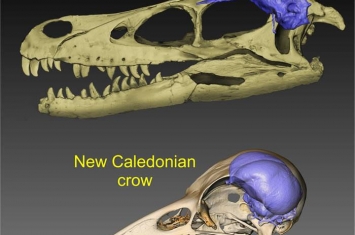 《当代生物学》：研究显示白垩纪末大灭绝之前鸟类和非鸟类恐龙的相对脑容量相似