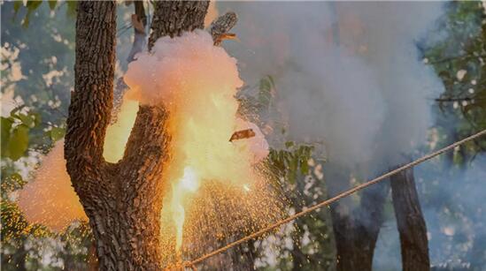 炸弹树是什么，真的会像炸弹一样爆炸把人炸死吗？