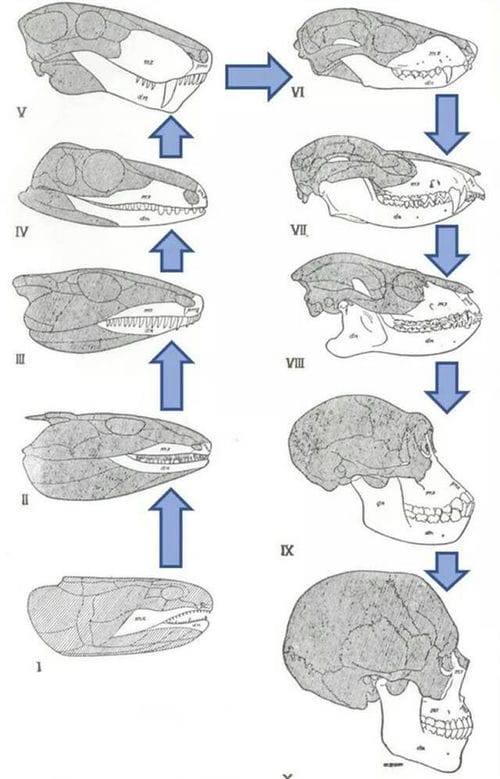 从古鱼类到人类的进化