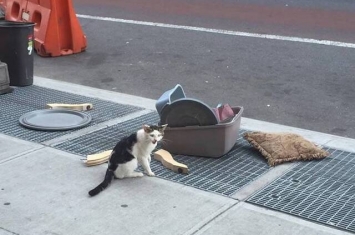 美国纽约布鲁克林街头遭主人弃养的猫咪在路边狂哭