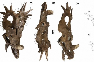 加拿大发现的阿尔伯塔戟龙（头骨编号UALVP55900）可能改变已经流传200年的假设