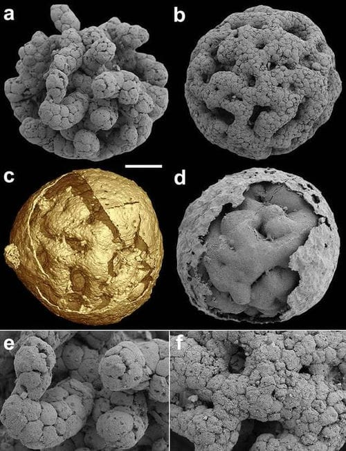 贵州瓮安生物群距今6.1亿年的特异埋藏化石库中发现“笼脊球”化石 揭示动物起源之谜