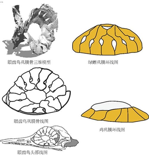 学术争鸣：琥珀中的“史上最小恐龙” 也许是史上最大乌龙