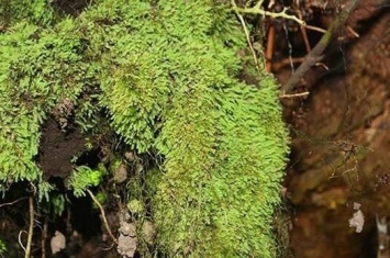 千岛群岛林中发现大量发光苔藓（龙之金）