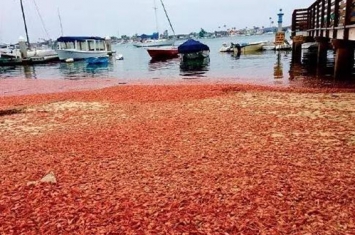 生物入侵是什么意思