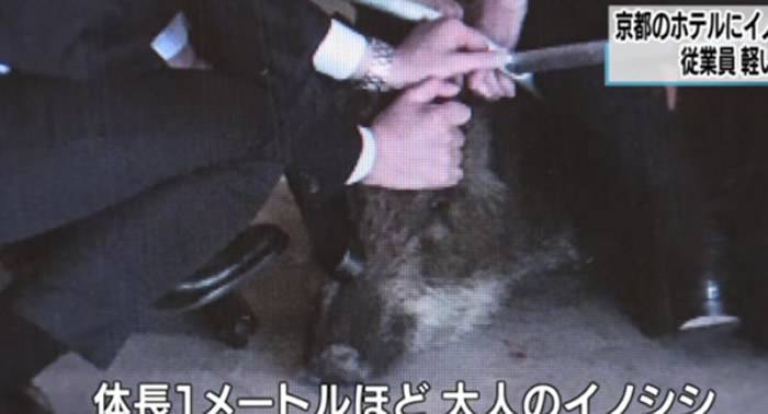 日本京都发生野猪闯进饭店事件 男员工遭咬伤