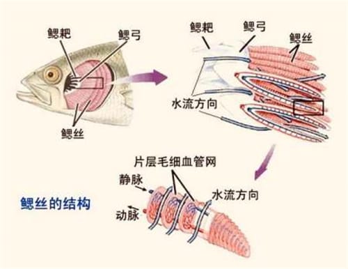 离水的鱼通过弓鱼术可保长时间不死吗