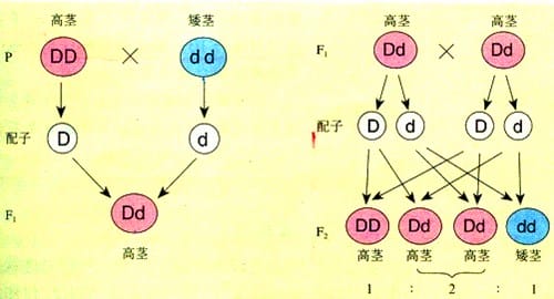 孟德尔遗传定律内容