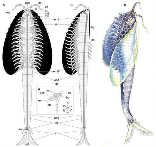 寒武纪“多节耳材村虫”化石揭示泛甲壳类动物祖先面目