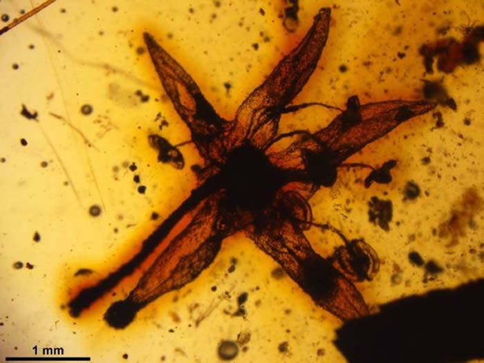 9900万年前缅甸琥珀中发现“静子花”化石