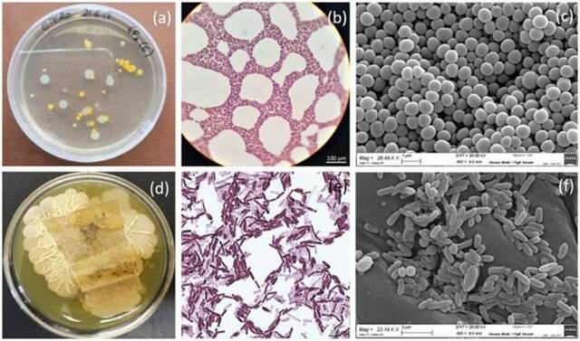 《PLOS ONE》公布新研究：部分真菌可防止古画物料降解