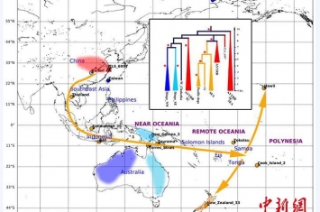 澳洲野犬源自何处？中科院两研究“殊途同归”：中国古代家犬