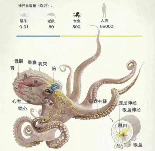 章鱼不是地球生物？科学家研究后发现它们应该来自外星