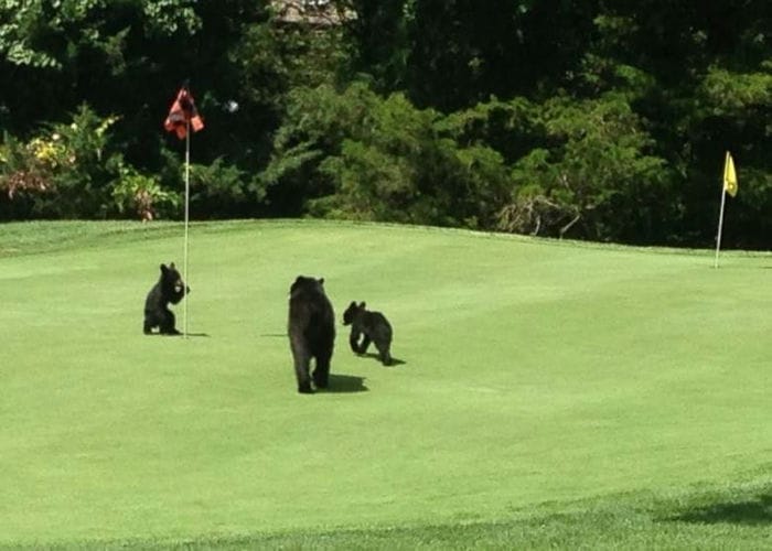 美国新泽西州高尔夫球场黑熊一家三口想打Golf？