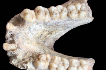 从广西发现的190万年前巨猿化石中成功提取遗传物质