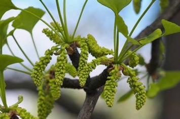 扬州大学研究发现银杏的植物组织能在几百年甚至几千年内不停生长