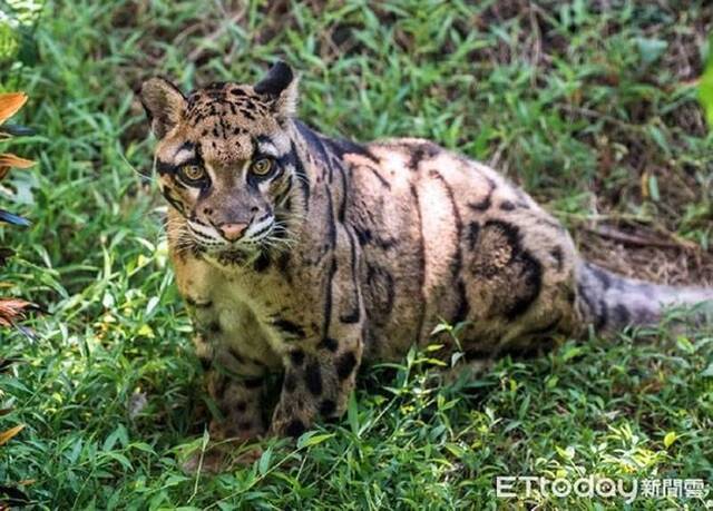 台东阿塱壹部落有人发现疑似“幻兽级生物”台湾云豹踪迹