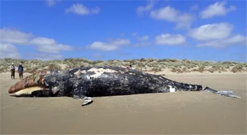 全球灰鲸大规模死亡地球正在接近气候临界点