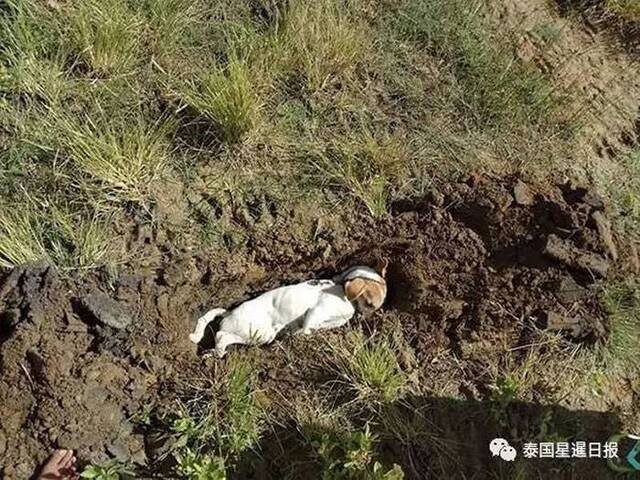 泰国流浪狗被人故意下毒药 临死前留下眼泪