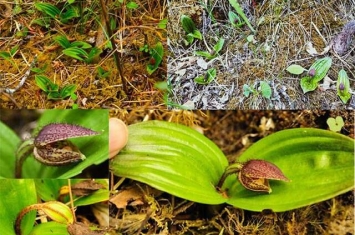 玉龙雪山再发现玉龙杓兰（Cypripedium forrestii）野生居群