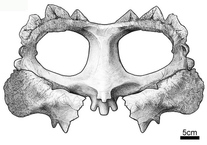 美国亚利桑那州南部发现新的角龙类恐龙Crittendenceratops Krzyzanowski