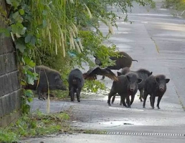 日本福岛受灾居民杀辐射野猪 冀“鬼城”重光