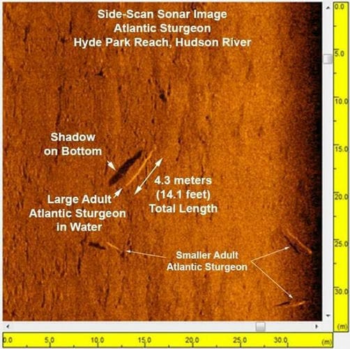 目击4.3公尺巨鱼 消失鱼种“大西洋鲟”有望重返美国纽约哈德逊河