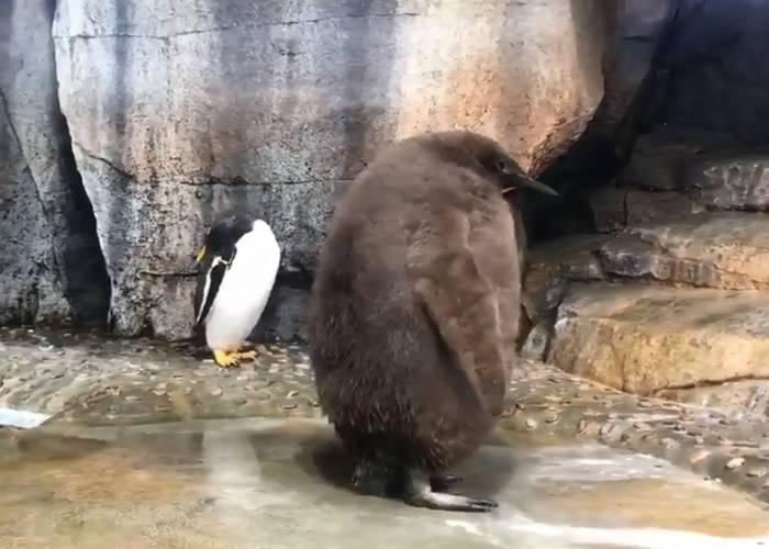 日本宫城县仙台市水族馆萌爆毛茸茸国王企鹅雏鸟成网红