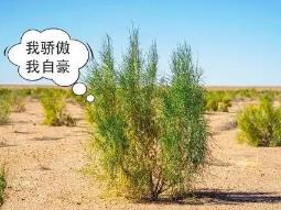 世界上发芽最快的种子，梭梭树能在三个小时内就生根发芽