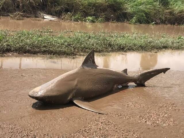 澳洲昆省遭受热带气旋黛比蹂躏 鲨鱼、蛇和鳄鱼有可能随海水涌进民居