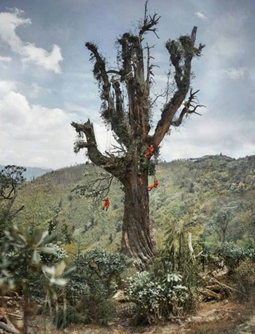 处云南3200米海拔山中 全球最古老铁杉树龄逾1100年