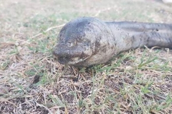 没有眼睛的“变种”水生物，当地人表示从没见过