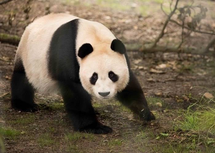 旅居英国爱丁堡动物园大熊猫“阳光”多次遭通电围栏电击 引起中国网民愤怒