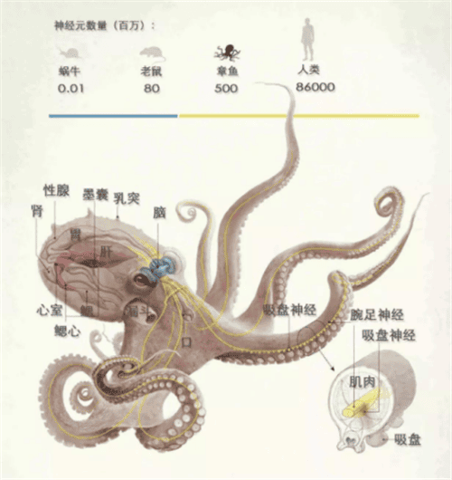 章鱼可能真的不是地球生物