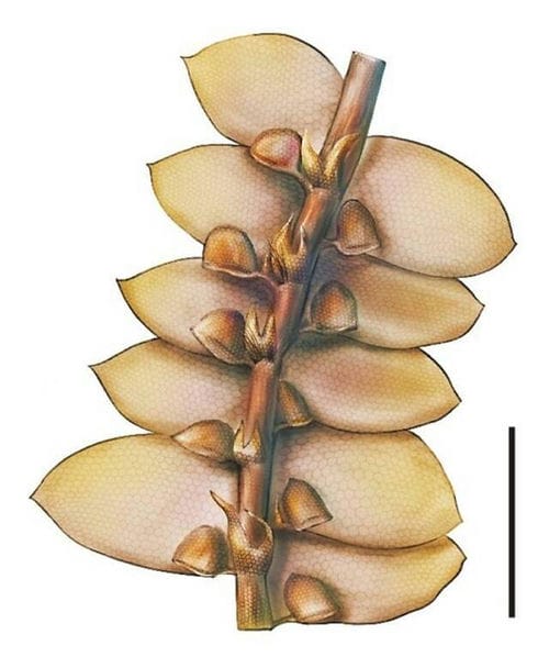 《白垩纪研究》：缅甸琥珀中发现苔类植物新类群