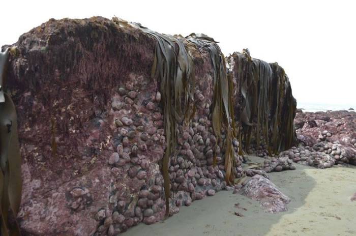 地震令新西兰海床拱起 黑金鲍和龙虾大量浮出水面