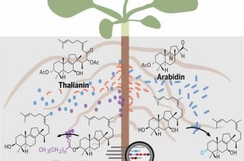 植物根部会用特化代谢物定制其土壤环境