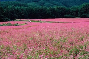 日本长野县伊那谷箕轮町的“红荞麦之里”迎来每年的秋季盛开期