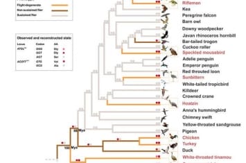 新研究揭示现生鸟类飞行能力的退化机制