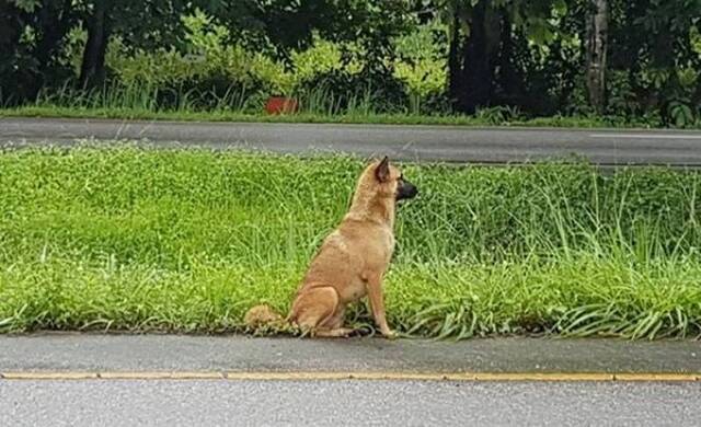 泰国尖竹汶府高速公路旁等候主人一年的忠犬Loung最后不幸被车撞死