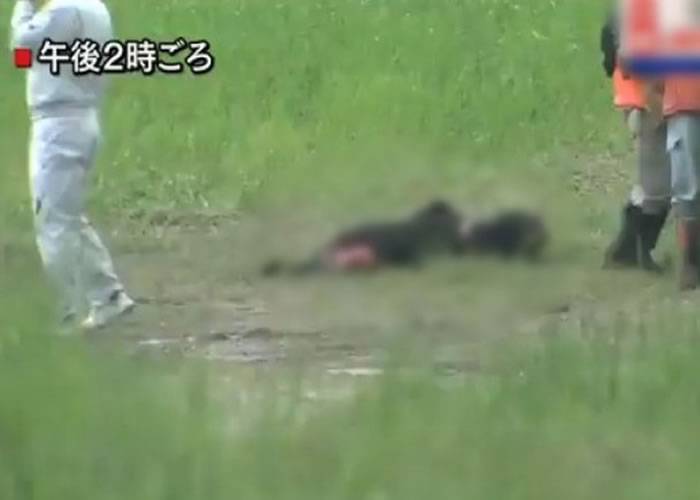 日本秋田县老妇上山摘菜疑遭遇野熊袭击身亡