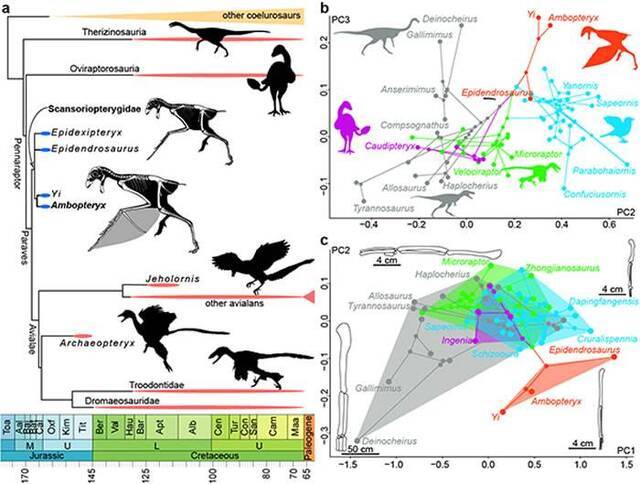 侏罗纪善攀鸟龙类“长臂浑元龙”揭示膜质翅膀在恐龙中的演化