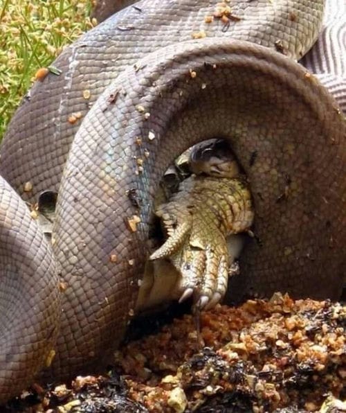 澳洲昆士兰橄榄蟒吞食淡水鳄