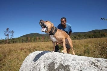 世界级精英保镖犬——3岁的美国斗牛犬艾希(Ace)引起人们关注