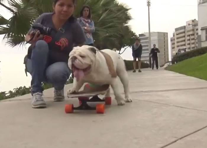 秘鲁斗牛犬奥托（Otto）踩滑板穿越30人张开双腿组成的人肉隧道创下吉尼斯世界纪录